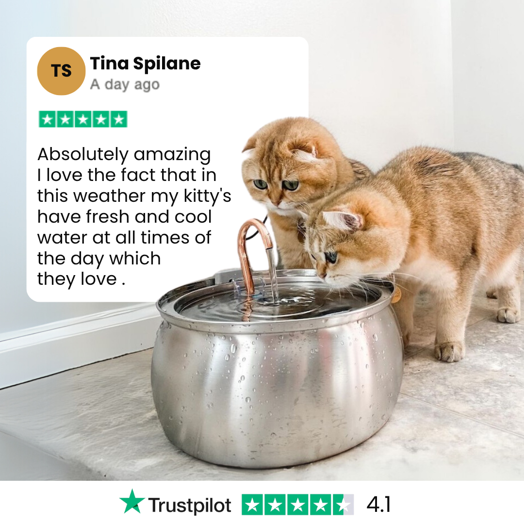 Der KittySpout™ - Gesundheits- und Glückskit für Katzen