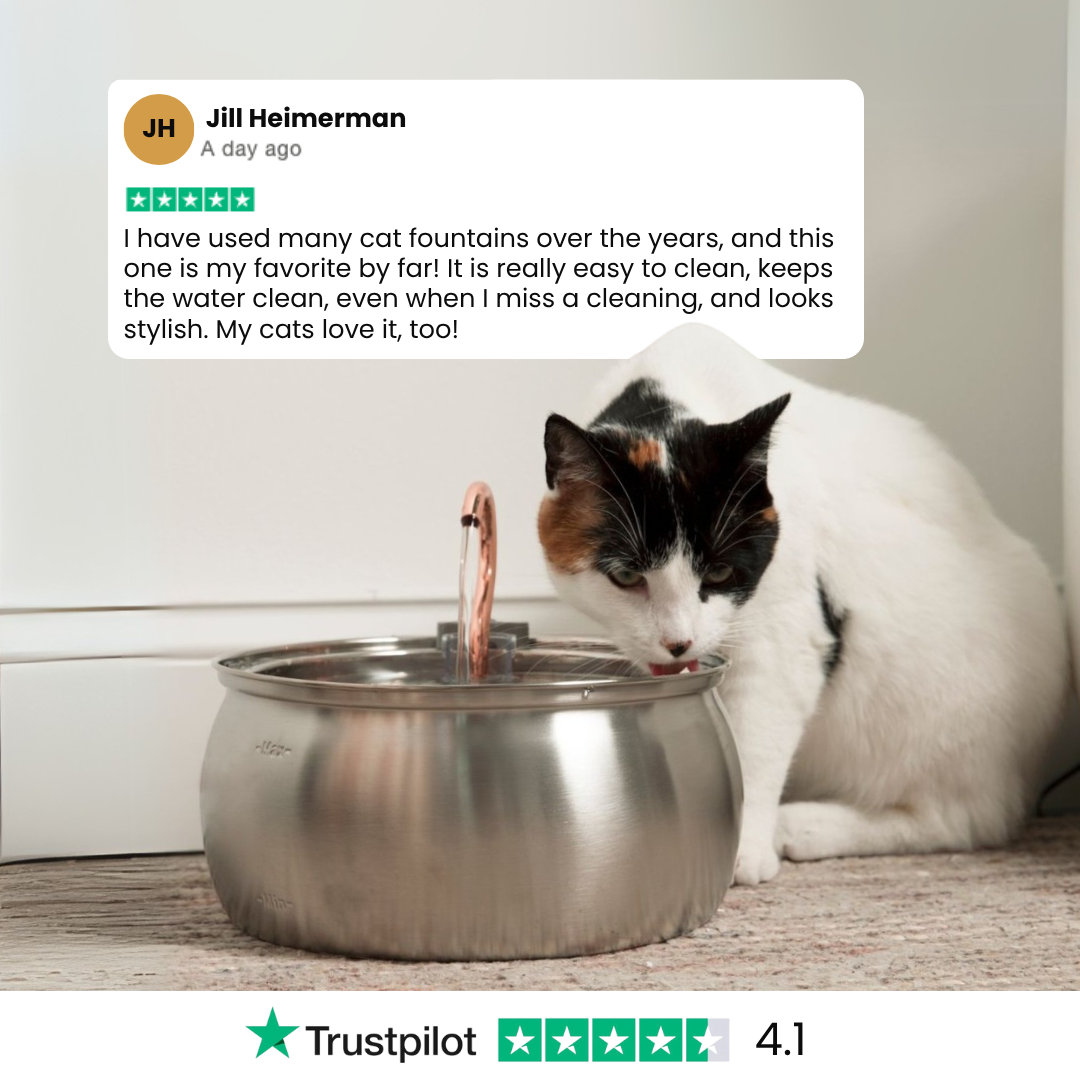Der KittySpout™ - Gesundheits- und Glückskit für Katzen