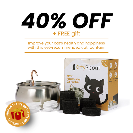 Der KittySpout™ - Gesundheits- und Glückskit für Katzen